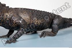 Whole Body Crocodile